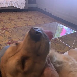 Meet your Posher, Paula